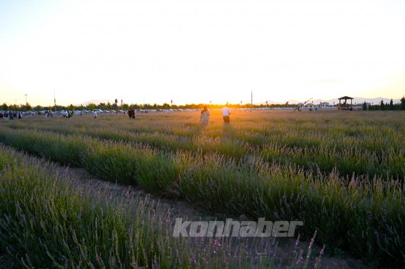 Konya ovası lavanta kokusuyla misafirlerini ağırlıyor