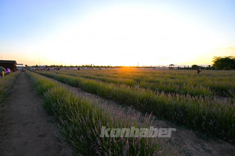Konya ovası lavanta kokusuyla misafirlerini ağırlıyor
