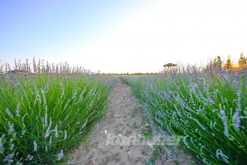 Konya ovası lavanta kokusuyla misafirlerini ağırlıyor