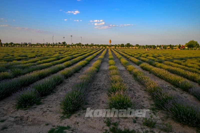 Konya ovası lavanta kokusuyla misafirlerini ağırlıyor