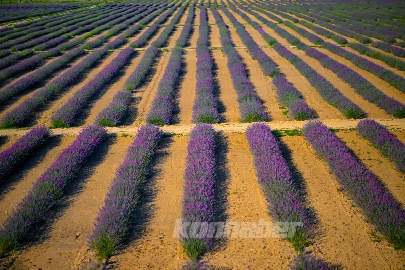 Konya ovası lavanta kokusuyla misafirlerini ağırlıyor