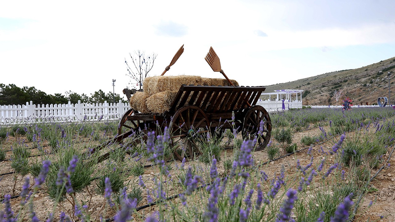 Meram derenin sokakları lavanta kokacak! 10 bin metrekaresiyle ziyaretçilere hazır