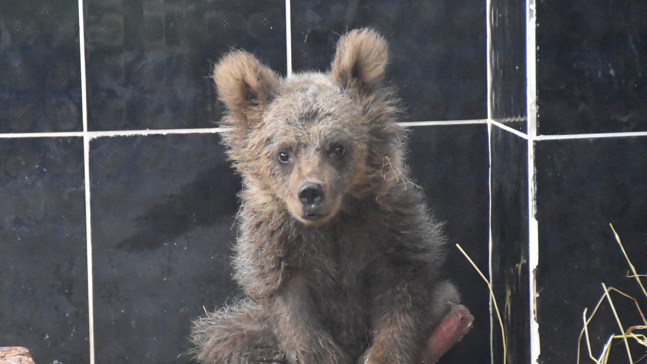 Ölümden dönen ayı yavrusu "Cindy" 2 aylık tedavinin ardından sağlığına kavuştu