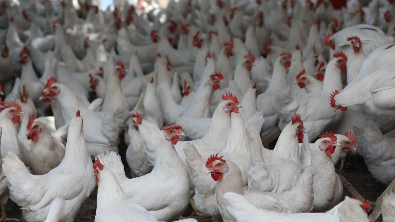 Bir çiftlikte 4 bin tavuk sıcak nedeniyle telef oldu