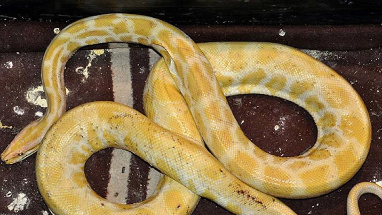 Bir villada piton yılanı, yavru aslan ve maymun ele geçirildi