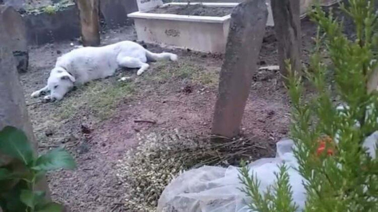 Tedavisini üstlendiği sokak köpeği, Yeşim'in mezarı başından ayrılmıyor
