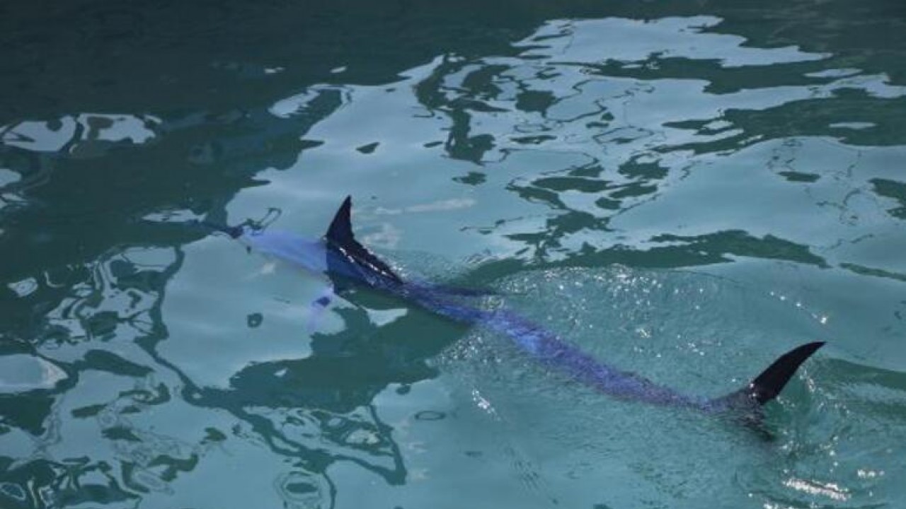 Köpek balığı sanılarak taşlandı, nesli tükenmekte olan tür çıktı