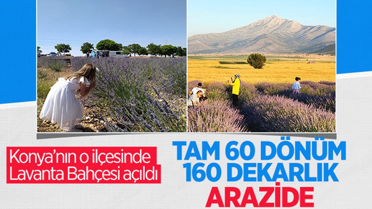 Konya'nın o ilçesinde Lavanta Bahçesi açıldı