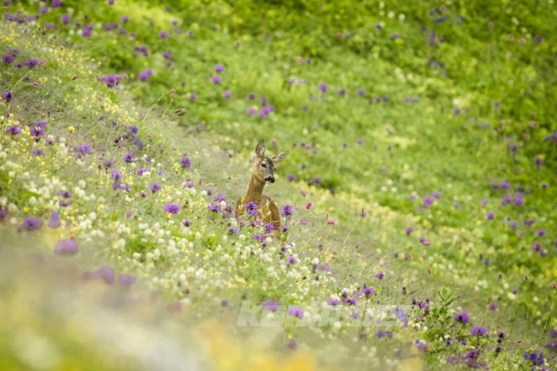 Karadeniz yaylalarının karacaları