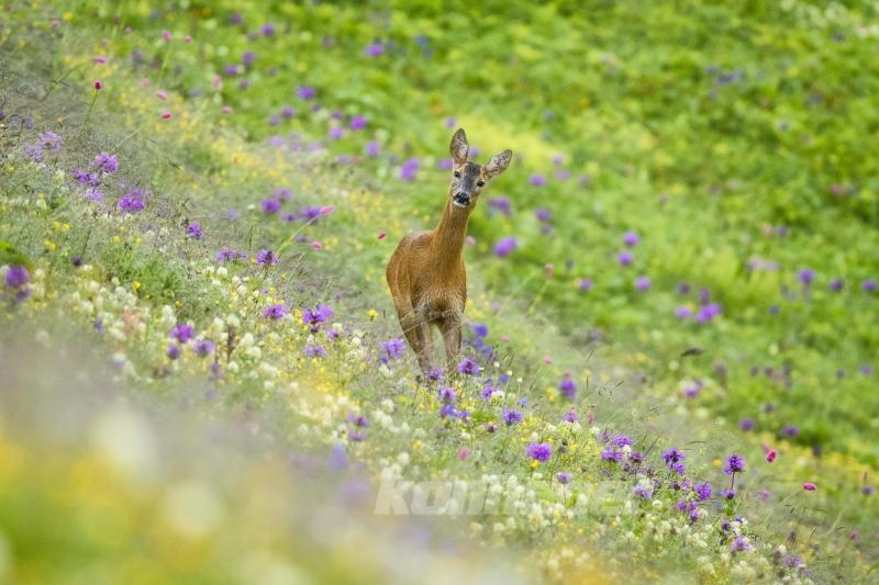 Karadeniz yaylalarının karacaları