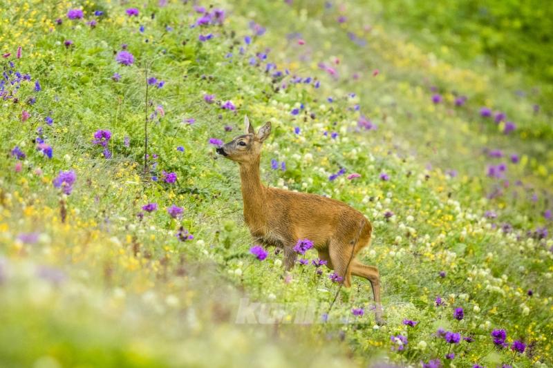 Karadeniz yaylalarının karacaları
