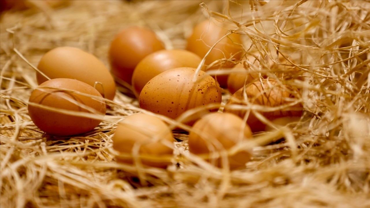 Türkiye'den ihraç edilen yumurtalarda zararlı madde iddiası