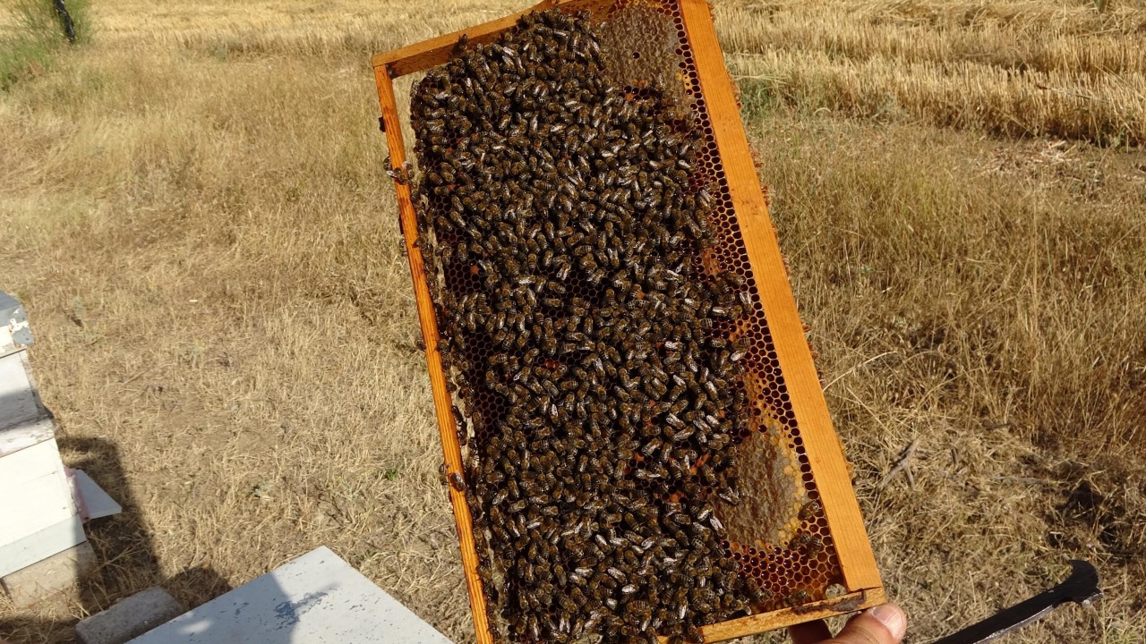 Yüksek sıcaklıklar arı popülasyonu ve bal verimini olumsuz etkiliyor