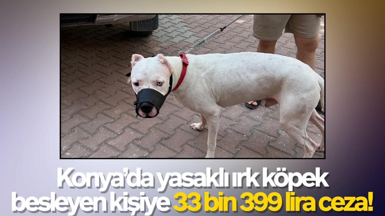 Konya’da yasaklı ırk köpek besleyen kişiye 33 bin 399 lira ceza