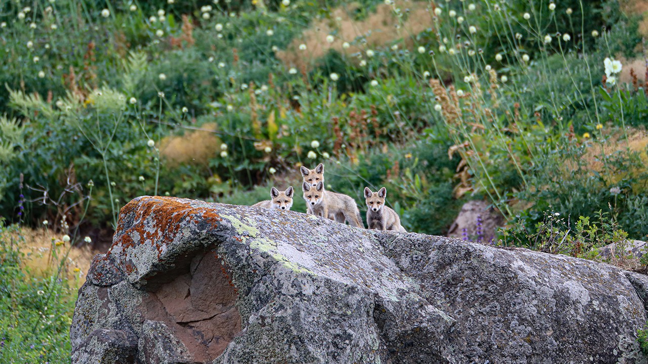 Doğada gezintiye çıkan tilki yavruları görüntülendi