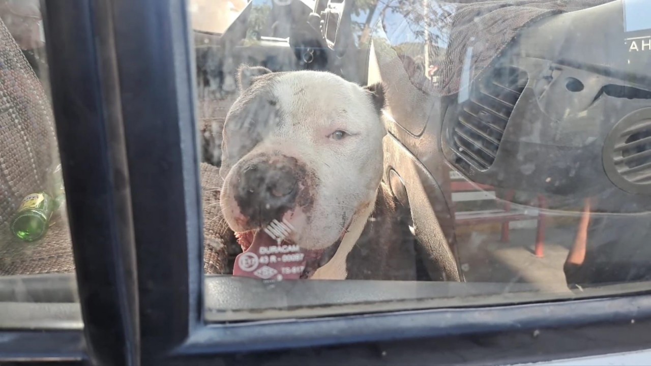 Pitbull cinsi köpeğin girdiği kamyonetin sürücüsü saatlerce yardım bekledi