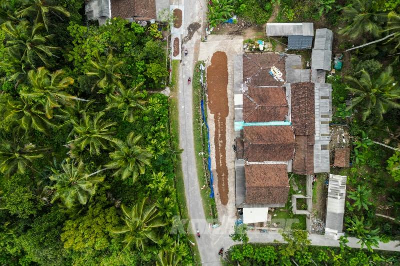 Endonezya’da kahve hasadı