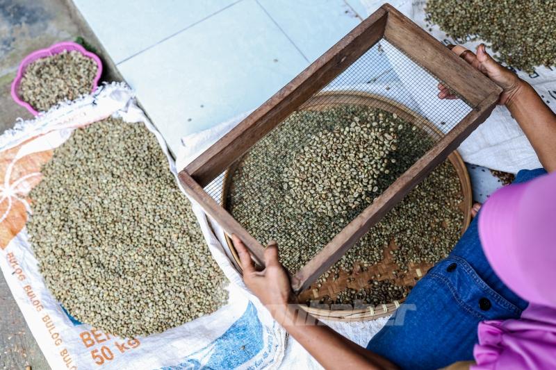 Endonezya’da kahve hasadı