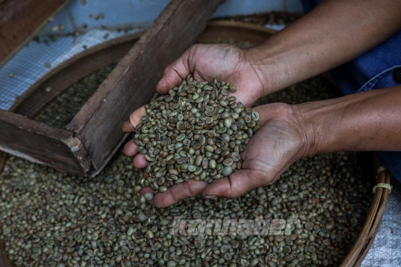 Endonezya’da kahve hasadı