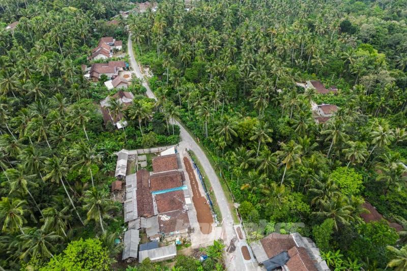 Endonezya’da kahve hasadı