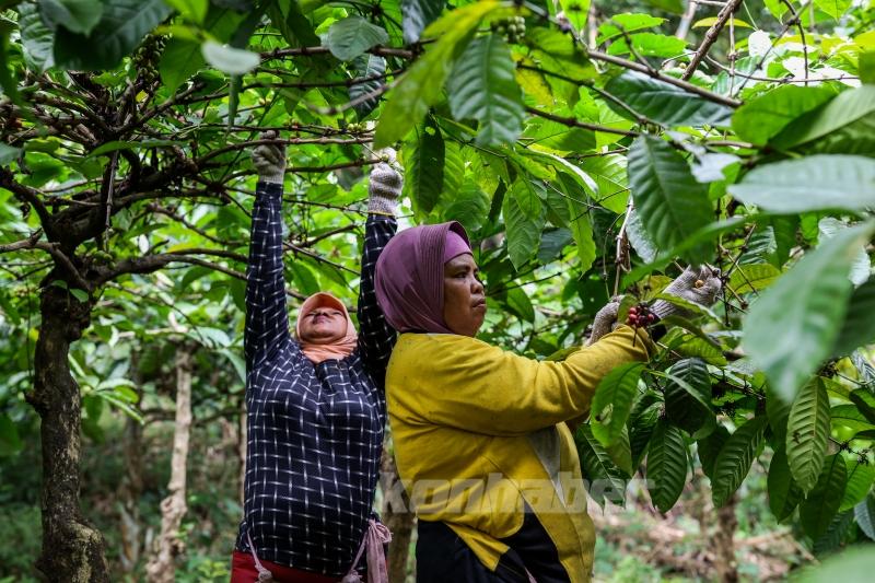 Endonezya’da kahve hasadı