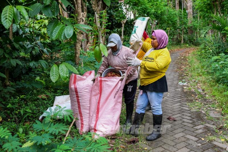 Endonezya’da kahve hasadı