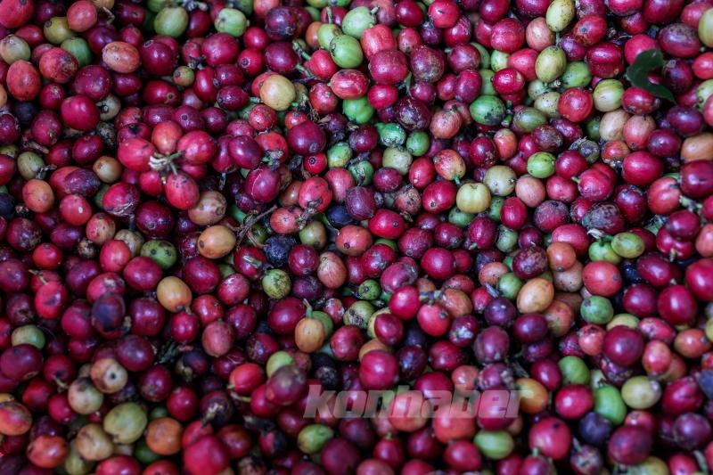 Endonezya’da kahve hasadı