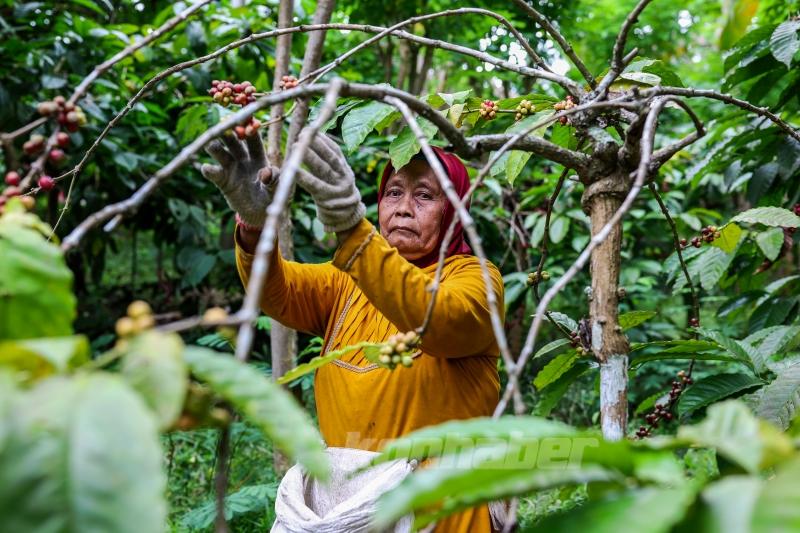 Endonezya’da kahve hasadı
