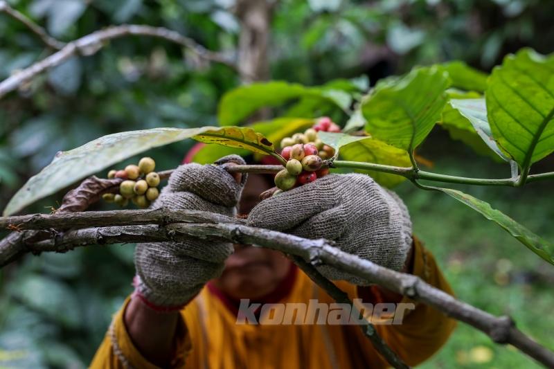 Endonezya’da kahve hasadı