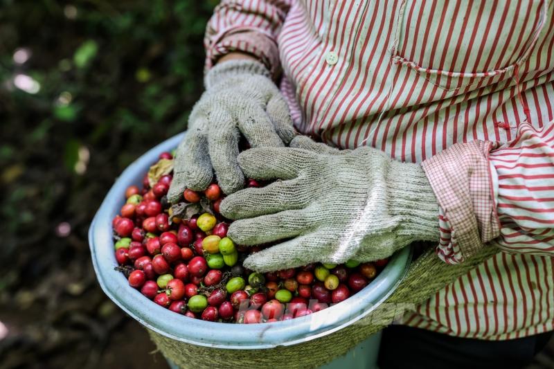 Endonezya’da kahve hasadı