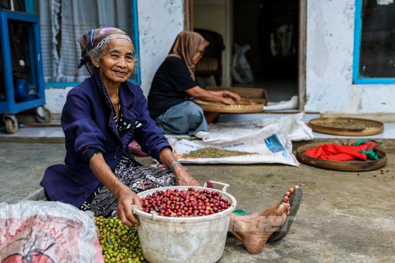 Endonezya’da kahve hasadı