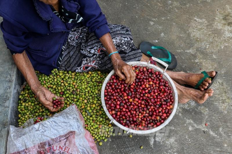 Endonezya’da kahve hasadı