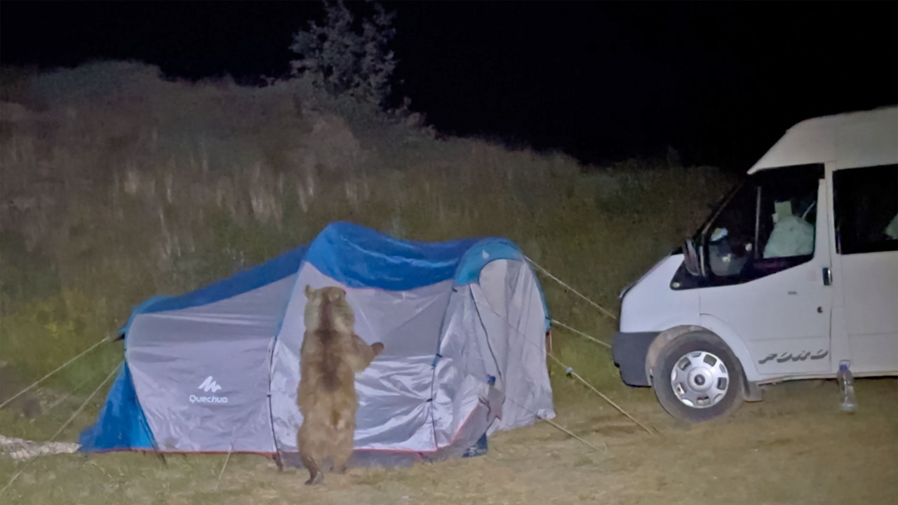 Ayılar, çadırı parçalarken görüntülendi