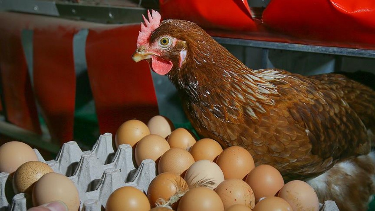 TÜİK: Haziranda yumurta üretimi arttı, içme sütü üretimi azaldı