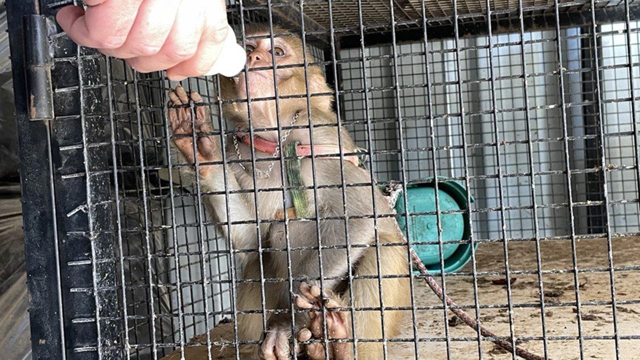 Yurda yasa dışı yollardan sokulan örümcek maymunu ele geçirildi