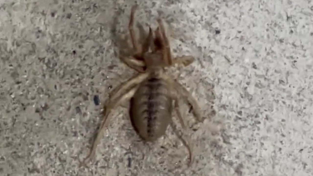 "Sarıkız" örümceği paniği: Konya’da görüldü