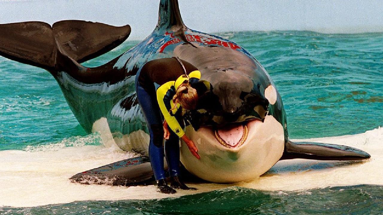 Katil balina Lolita, 50 yılı aşkın esaret altında tutulduğu akvaryumda öldü