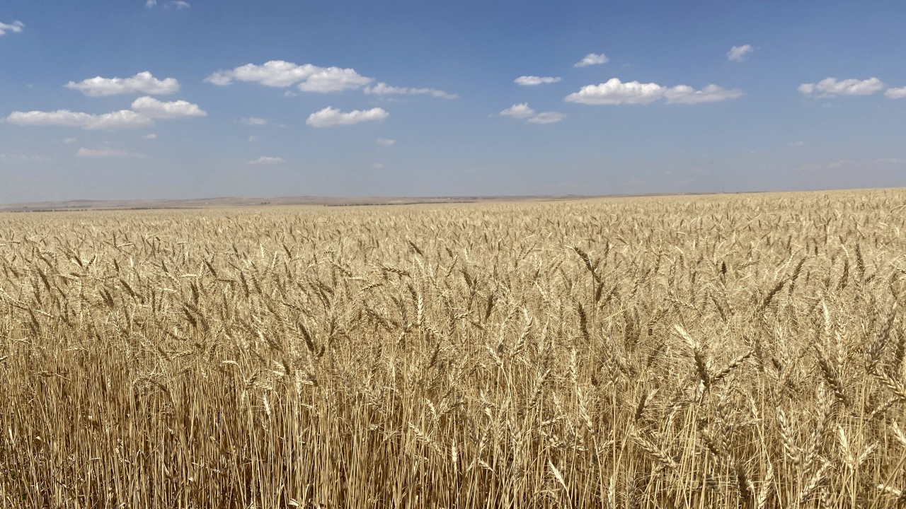 Verimi yüksek ve kuraklığa dayanıklı! İç Anadolu’daki çiftçiler için alternatif olacak