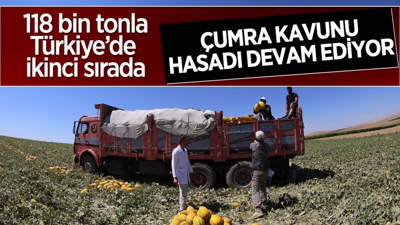 118 bin tonla Türkiye’de ikinci sırada: “Çumra Kavunu“ hasadı devam ediyor