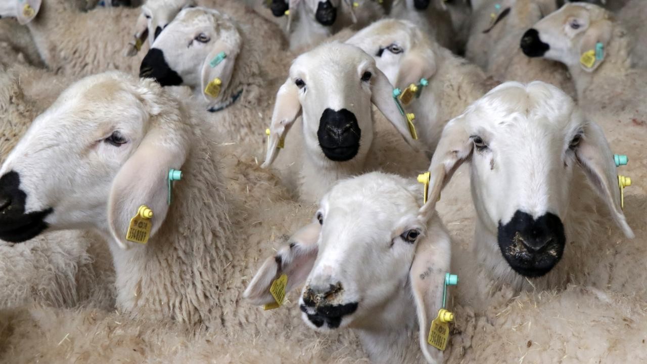 Deprem bölgesindeki yetiştiricilere destek