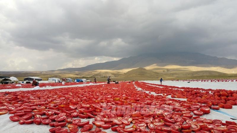 Bitlis’te Süphan Dağı eteklerinde yetiştirilen domatesler kurutularak ihraç ediliyor