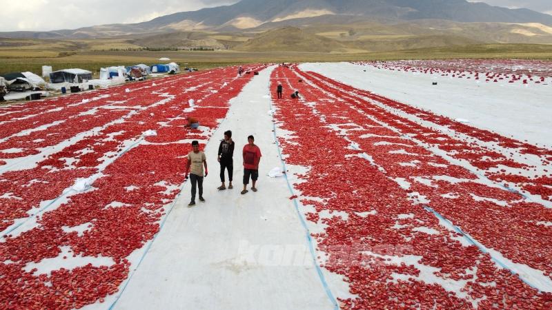 Bitlis’te Süphan Dağı eteklerinde yetiştirilen domatesler kurutularak ihraç ediliyor
