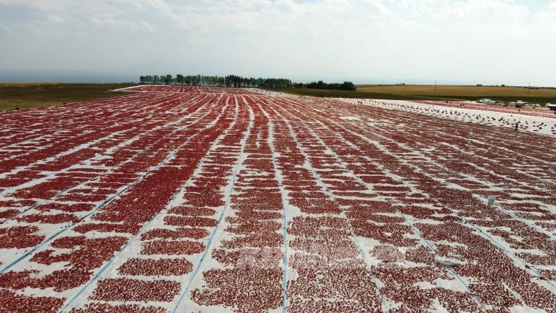 Bitlis’te Süphan Dağı eteklerinde yetiştirilen domatesler kurutularak ihraç ediliyor