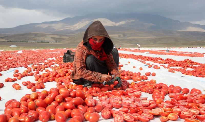 Bitlis’te Süphan Dağı eteklerinde yetiştirilen domatesler kurutularak ihraç ediliyor