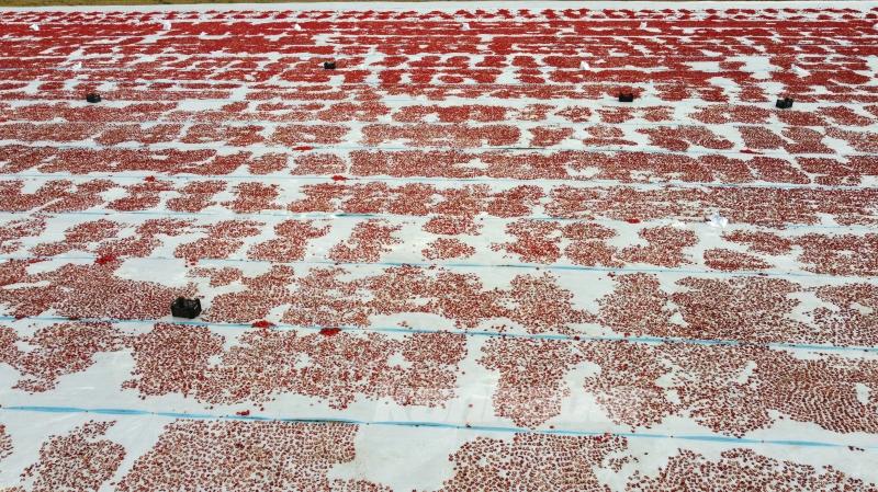 Bitlis’te Süphan Dağı eteklerinde yetiştirilen domatesler kurutularak ihraç ediliyor