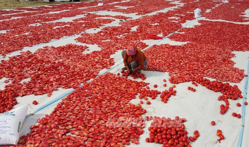 Bitlis’te Süphan Dağı eteklerinde yetiştirilen domatesler kurutularak ihraç ediliyor