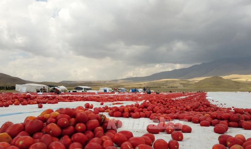 Bitlis’te Süphan Dağı eteklerinde yetiştirilen domatesler kurutularak ihraç ediliyor