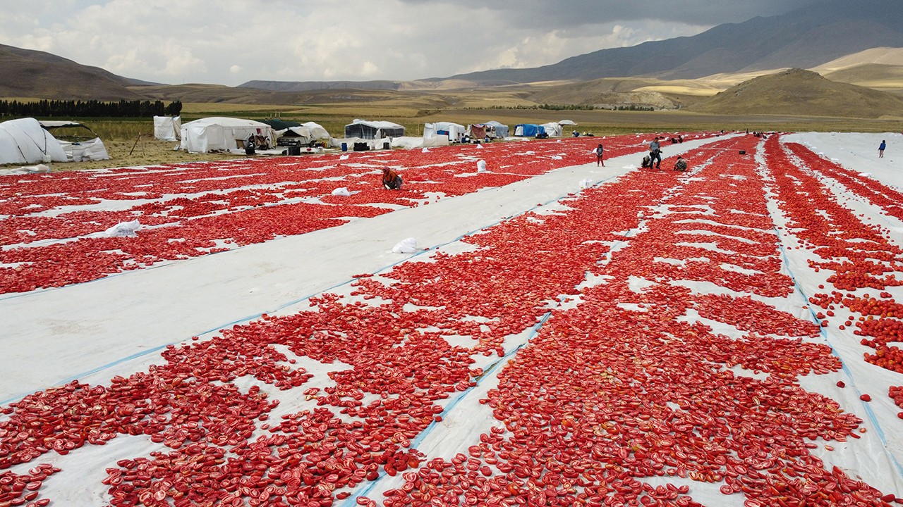 Süphan Dağı eteklerinde yetiştirilen domatesler kurutularak ihraç ediliyor
