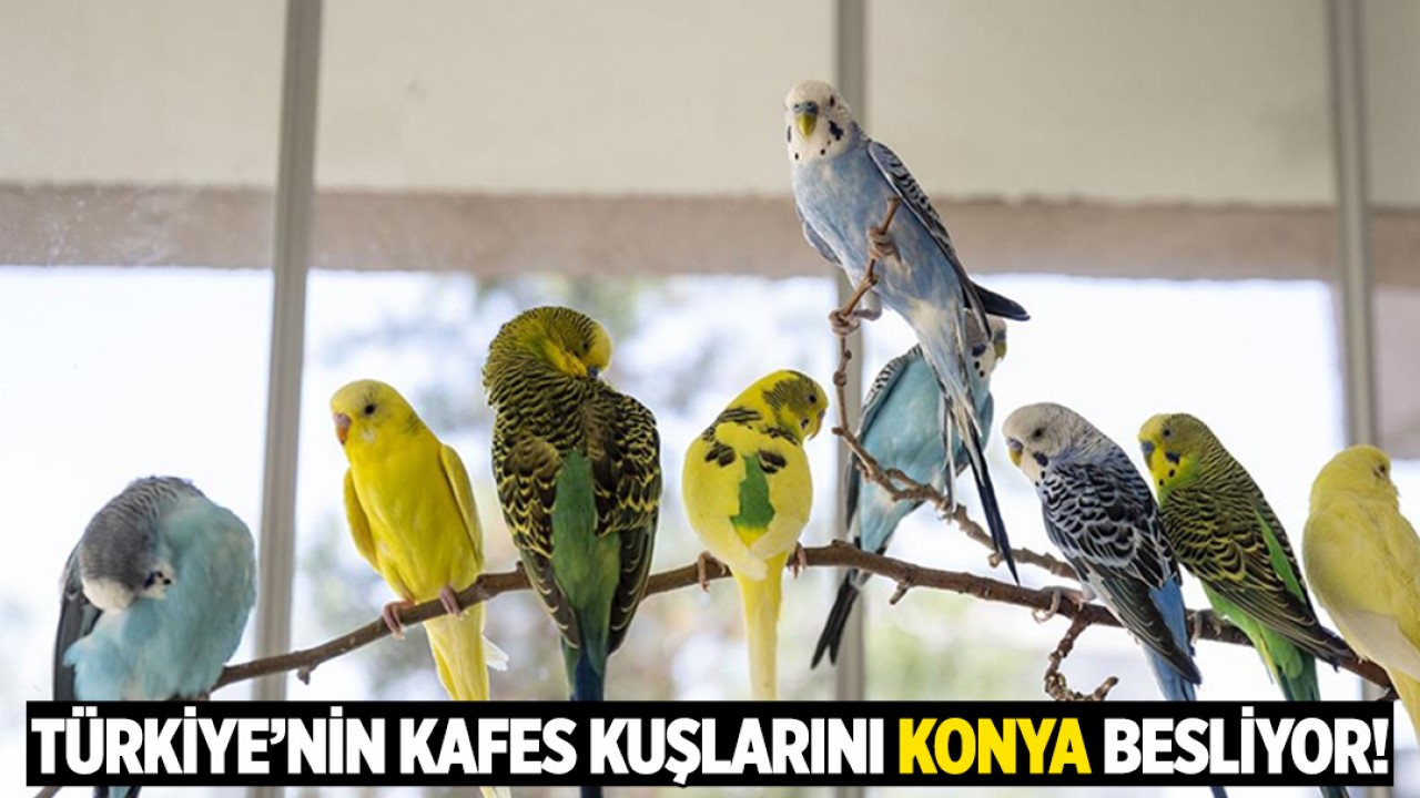 Türkiye’nin kafes kuşlarını Konya besliyor