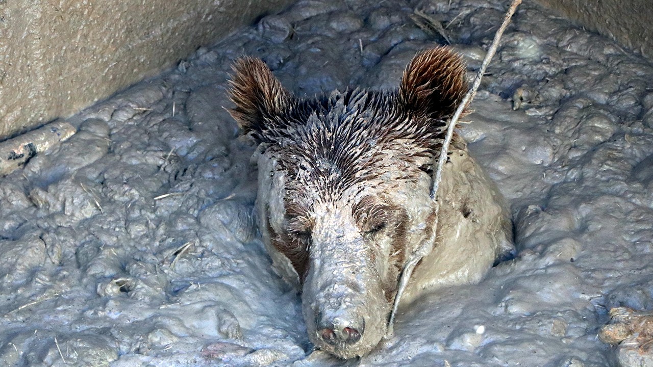Aç kalan bozayı, ölü tavukların atıldığı kuyuya girince mahsur kaldı